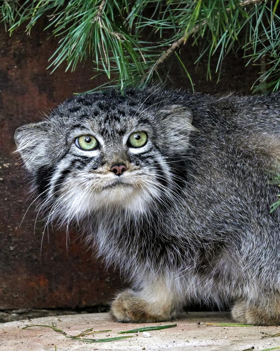 Японский зоопарк не сможет отдать невесту для манула Тимофея. Выяснилось, что обе кошки в зоопарке Хигасияма – арендованные. Более того, одна из них настолько старая, что от неё не стоит ожидать потомства