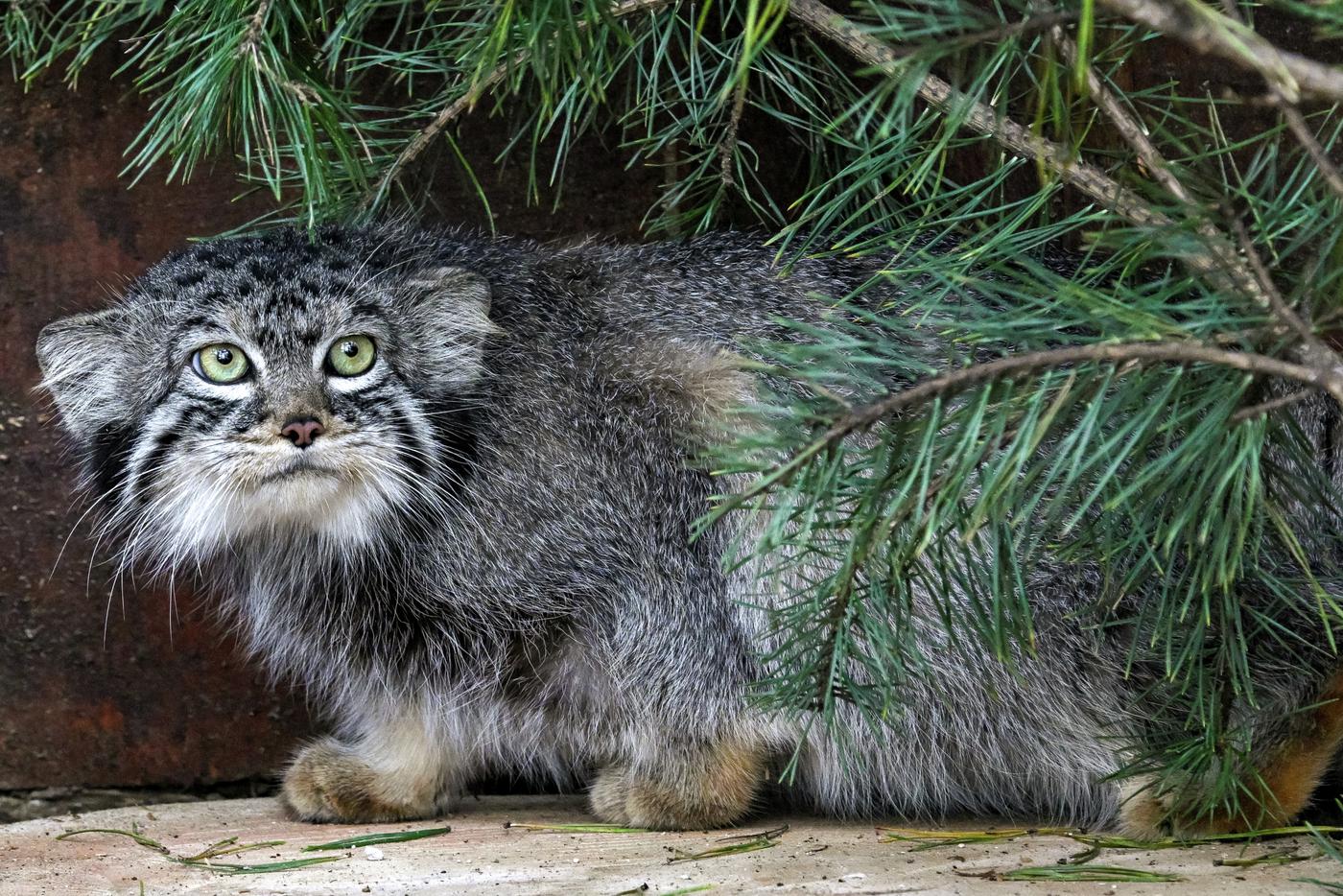 Японский зоопарк не сможет отдать невесту для манула Тимофея