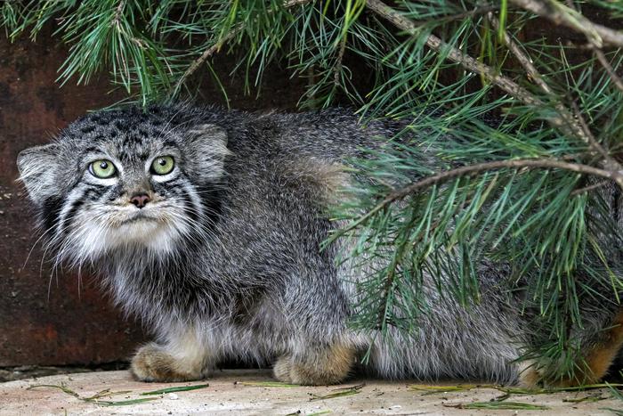 Ещё одна страна отказала в невесте для манула Тимофея