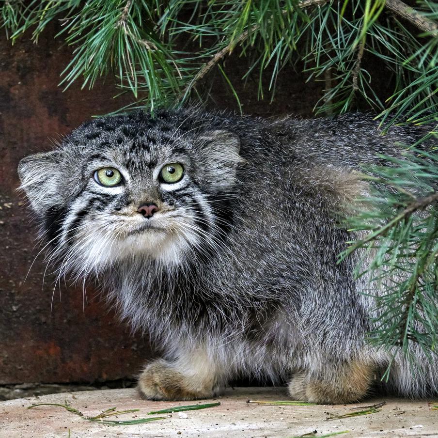 Японский зоопарк не сможет отдать невесту для манула Тимофея. Выяснилось, что обе кошки в зоопарке Хигасияма – арендованные. Более того, одна из них настолько старая, что от неё не стоит ожидать потомства
