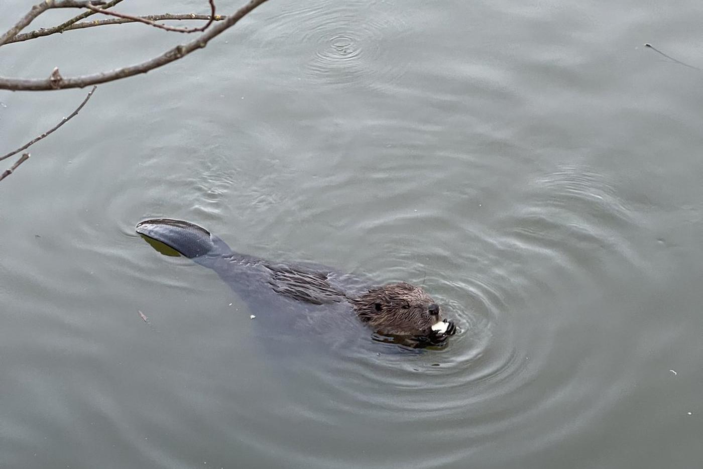 Когда бобриха из Митинского парка должна родить