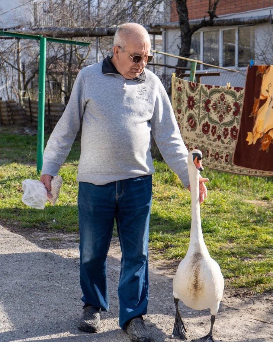 Обрести Счастье: российский пенсионер сдружился с лебедем и хочет спасти его товарища