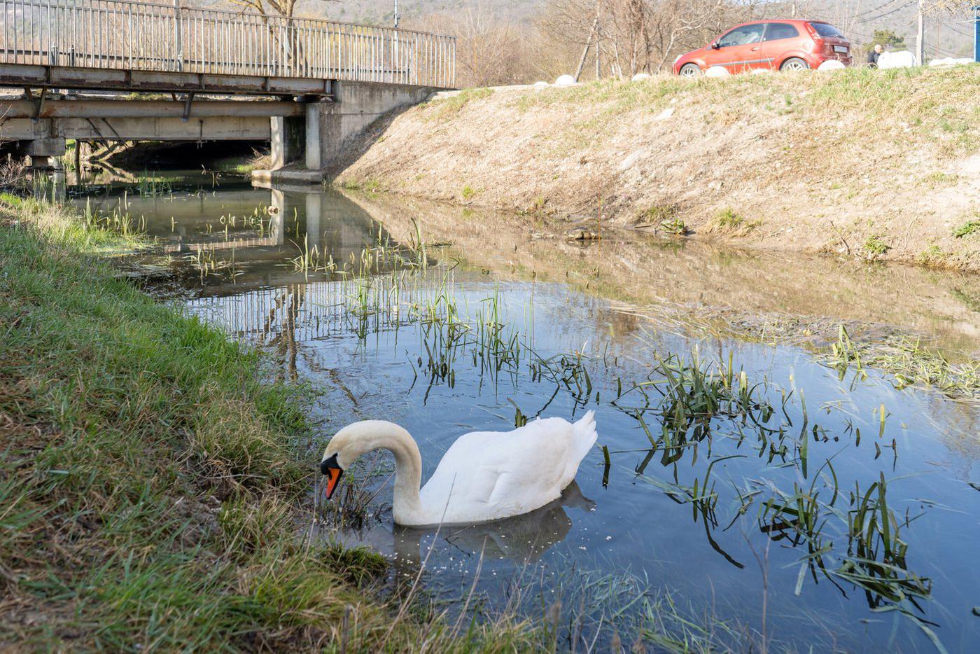 Лебедь Гоша приплывает сюда каждое утро и идёт к подъезду пенсионера Анатолия Бондаренко. 