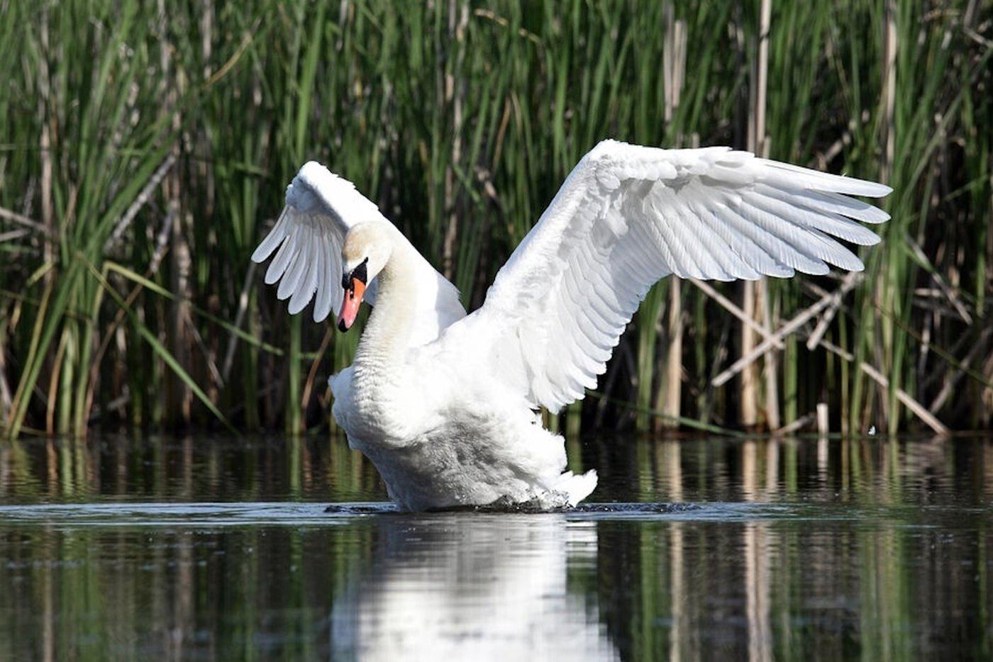Лебедь по кличке Счастье был чудом спасён волонтёрами от агрессивного сородича. Сейчас Счастье окреп после лечения, он в безопасности в Абрау-Дюрсо.