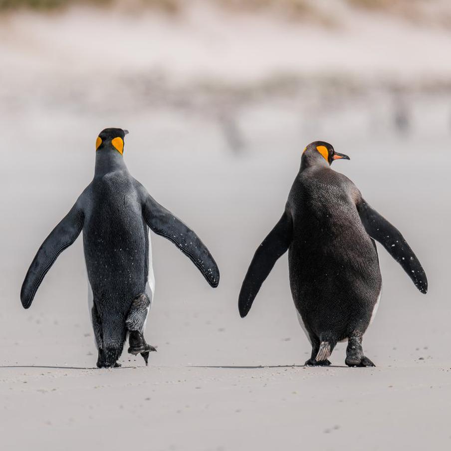 Российские учёные совершили географическое открытие в Антарктиде. Российские учёные совершили знаменательное географическое открытие в Антарктиде, обнаружив и подробно описав оазис на мысе Беркс. Эта новость была опубликована пресс-службой Санкт-Петербургского федерального исследовательского центра Российской академии наук (СПб ФИЦ РАН)