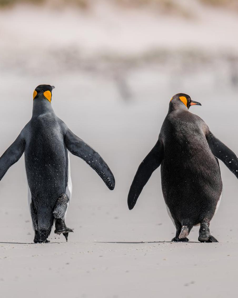 Российские учёные совершили географическое открытие в Антарктиде. Российские учёные совершили знаменательное географическое открытие в Антарктиде, обнаружив и подробно описав оазис на мысе Беркс. Эта новость была опубликована пресс-службой Санкт-Петербургского федерального исследовательского центра Российской академии наук (СПб ФИЦ РАН)