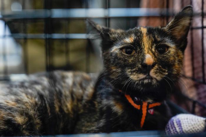 Более 1300 собак и 200 кошек ищут новый дом в сервисе "Моспитомец"