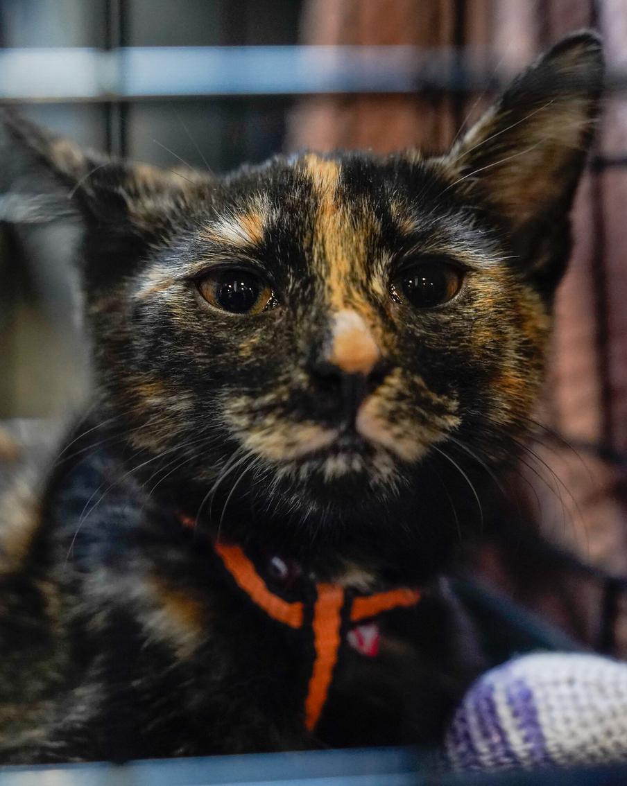 Более 1300 собак и 200 кошек ищут новый дом в сервисе "Моспитомец"