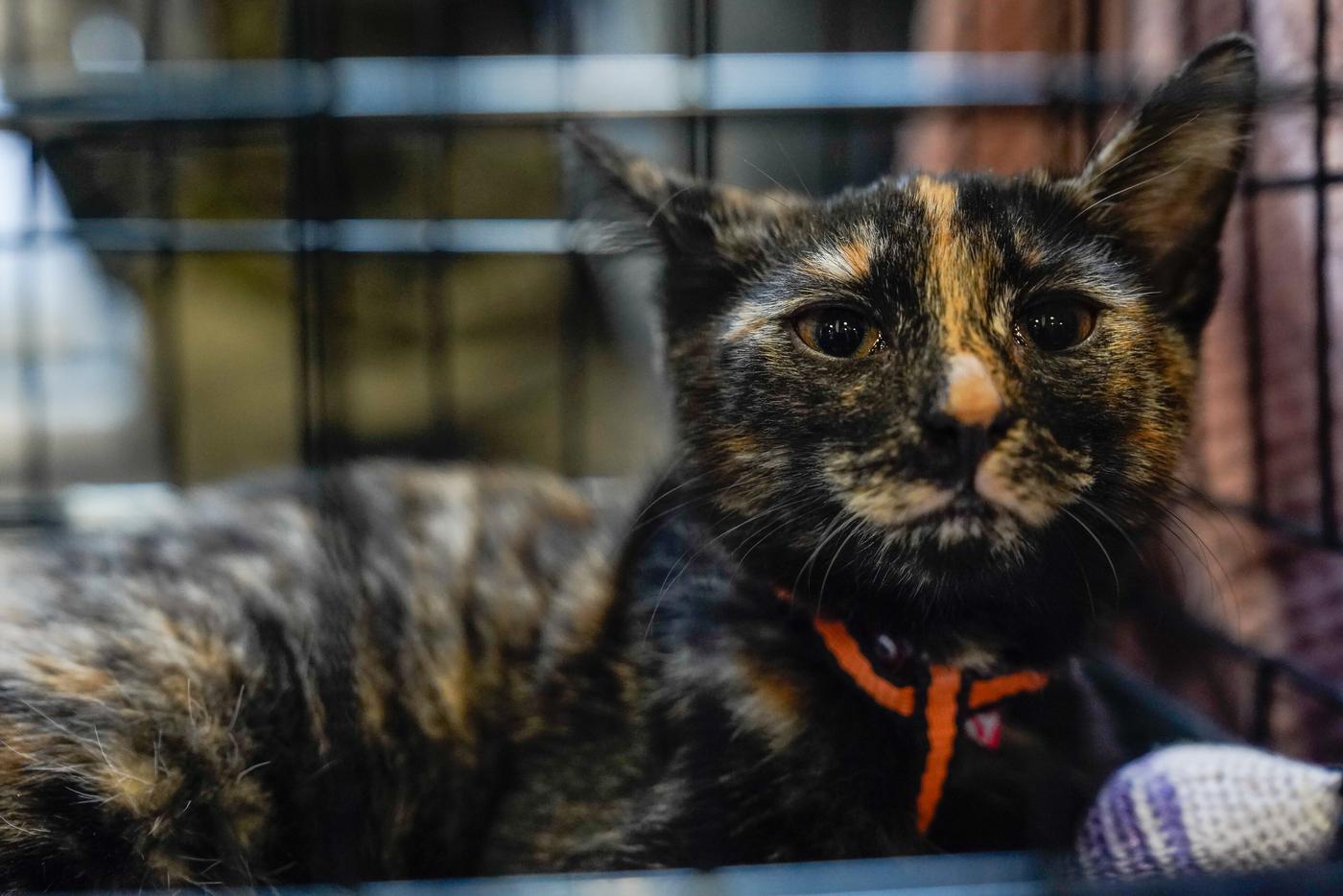 Более 1300 собак и 200 кошек ищут новый дом в сервисе "Моспитомец"