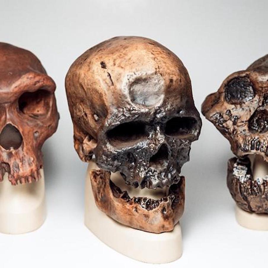 Посетители смогут детально ознакомиться с видами человека 