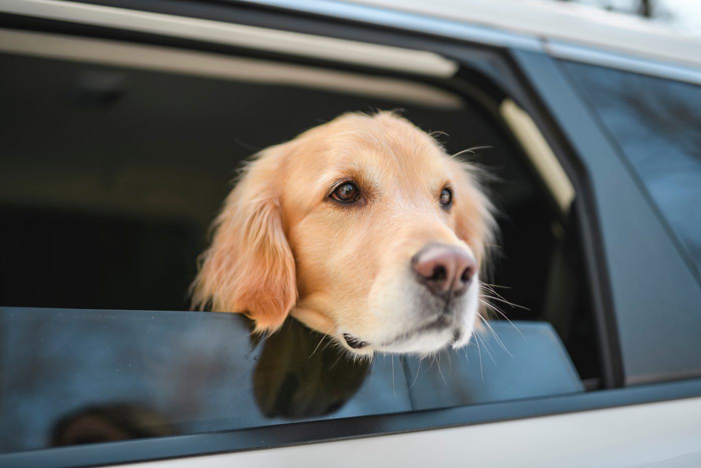 Россиян предупредили о штрафах за испачканный собакой автомобиль