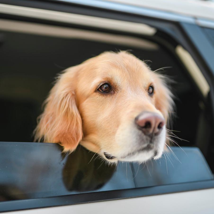 Россиян предупредили о штрафах за испачканный собакой автомобиль. Элина Андрюхина, доцент Кафедры административного права и процесса имени Л. Л. Попова Университета имени О. Е. Кутафина (МГЮА), рассказала, что собственник автомобиля может обратиться в суд с требованием о возмещении расходов на мойку своего транспорта, если будет доказано, что загрязнение произошло по вине собаки, принадлежащей другому лицу