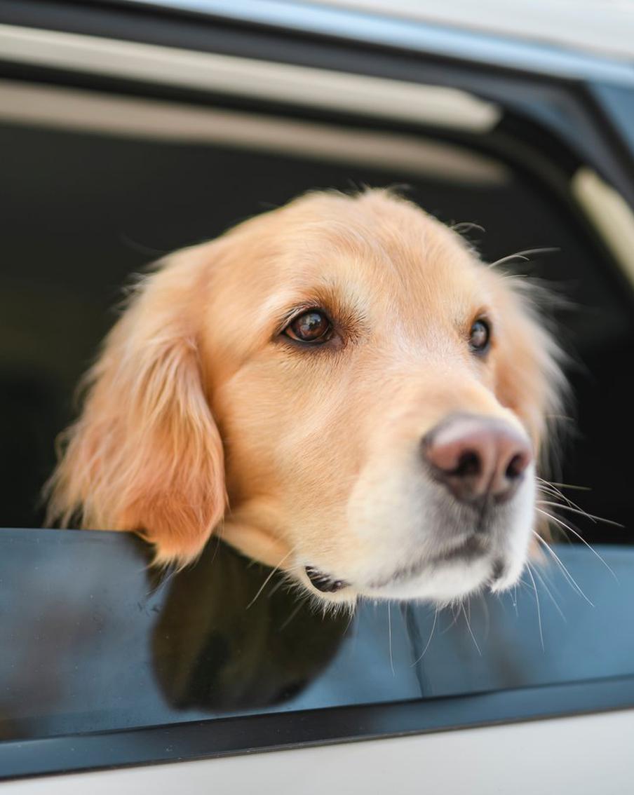 Россиян предупредили о штрафах за испачканный собакой автомобиль. Элина Андрюхина, доцент Кафедры административного права и процесса имени Л. Л. Попова Университета имени О. Е. Кутафина (МГЮА), рассказала, что собственник автомобиля может обратиться в суд с требованием о возмещении расходов на мойку своего транспорта, если будет доказано, что загрязнение произошло по вине собаки, принадлежащей другому лицу