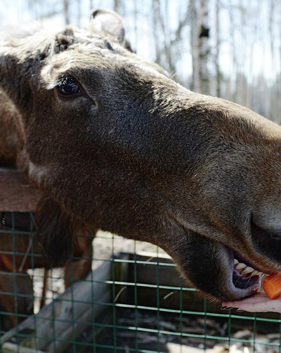 "Лосиный Остров" пересчитал сохатых: как они живут в нацпарке и когда нападают на медведей