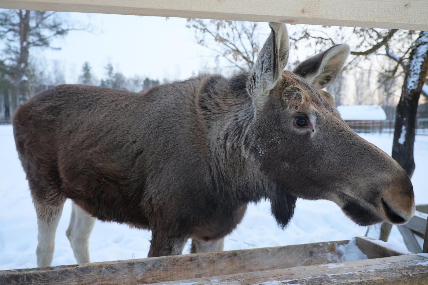 Лось Федя хотя и крупный – весит более 80 килограммов, но ещё "ребёнок" – ему нет и года.