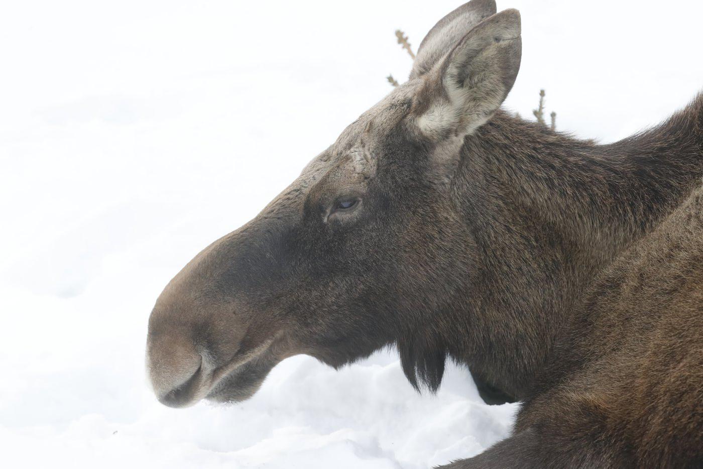 Лосихи – пример спокойствия и заботы: они никогда не бросают детёнышей. Если создаётся опасная ситуация для потомства, могут напасть даже на медведя. 