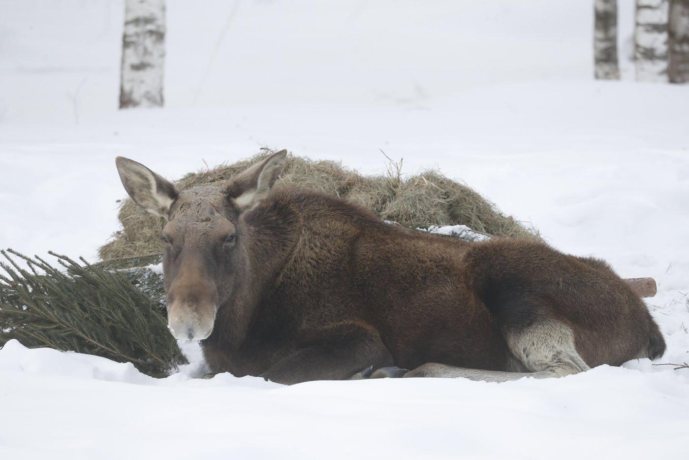 Лоси неприхотливы: они могут спокойно лежать в одном положении по несколько часов.