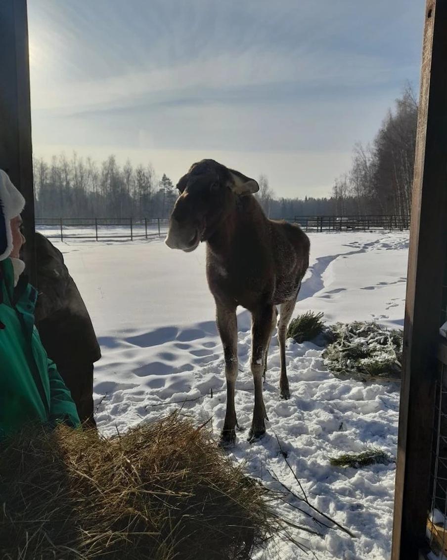 Дина очень любит внимание