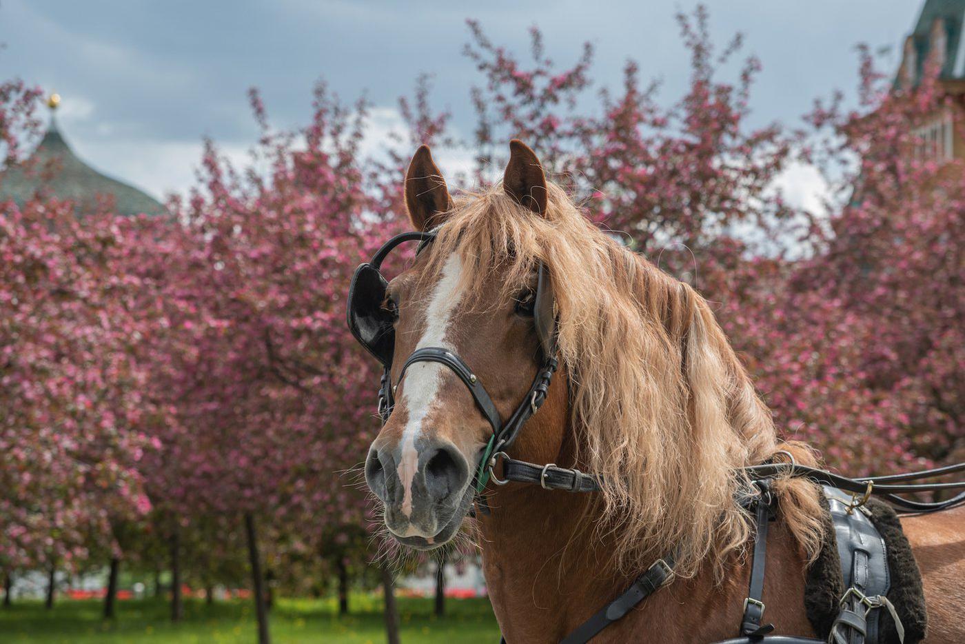 Конные прогулки в "Коломенском".