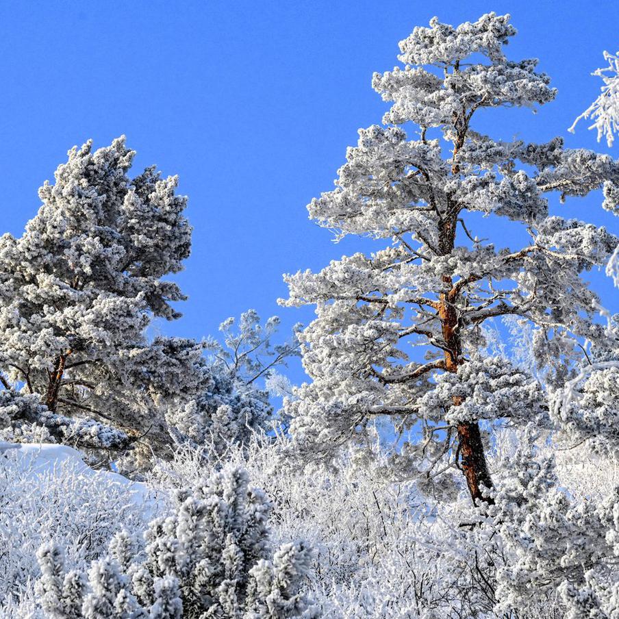 На Камчатке нашли мёртвыми двух человек из пропавшей группы туристов. Семеро путешественников из Северной столицы России и Череповца не давали о себе знать с 7 апреля. По данным МЧС, все в группе были опытными лыжниками с большим опытом зимних походов. Однако у туристов не было палатки и спутникового телефона