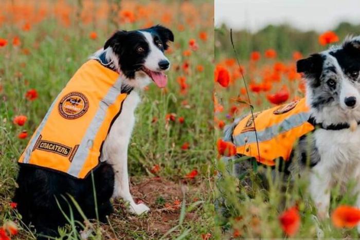 Неизвестные застрелили двух поисковых собак отряда по поиску людей "ЛизаАлерт"