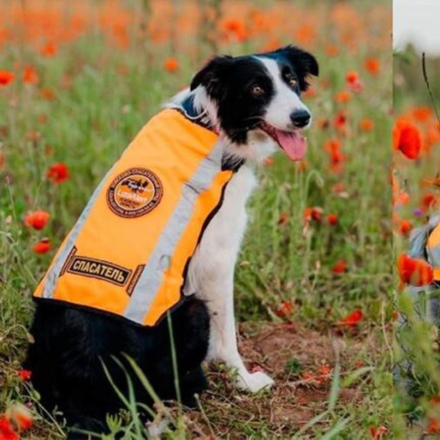 В Псковской области застрелили двух поисковых собак "ЛизаАлерт". Неподалёку от места, где убили животных, есть несколько деревень и военная часть. В региональном отделе полиции сообщили, что инициировали проверку