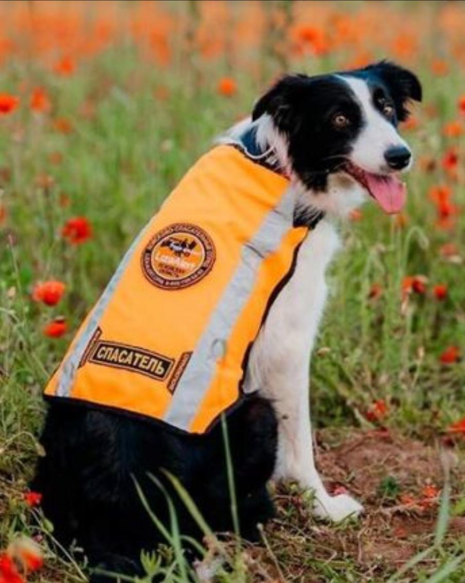 В Псковской области застрелили двух поисковых собак "ЛизаАлерт". Неподалёку от места, где убили животных, есть несколько деревень и военная часть. В региональном отделе полиции сообщили, что инициировали проверку