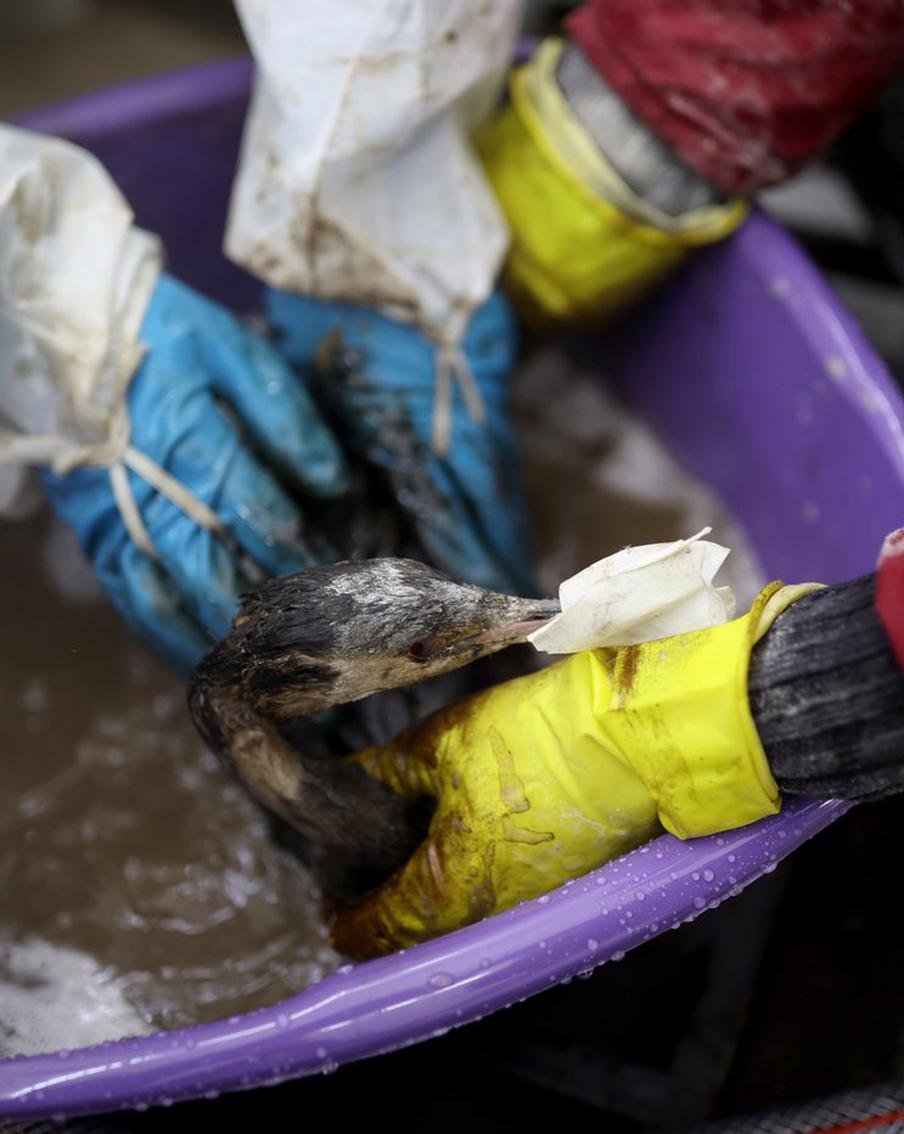 Свыше 200 мёртвых птиц, испачканных мазутом, нашли около побережья Анапы. Специалисты обнаружили на побережье курортного города Анапы трупы более 200 птиц. Все они были испачканы в мазуте