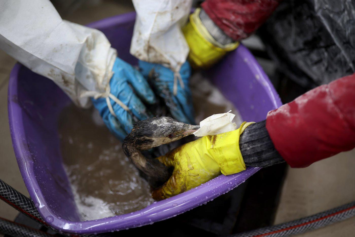 Свыше 200 мёртвых птиц, испачканных мазутом, нашли около побережья Анапы