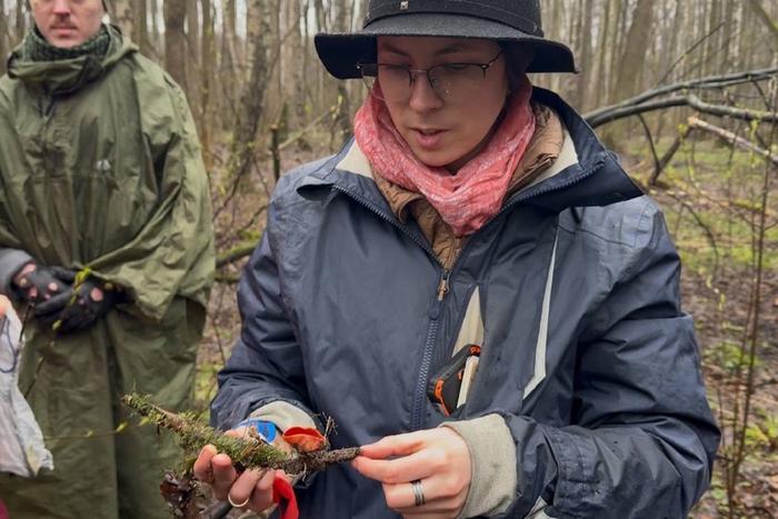 Волчье вымя, слизевик и уши Шрека: какие диковинные грибы растут в Измайловском лесу