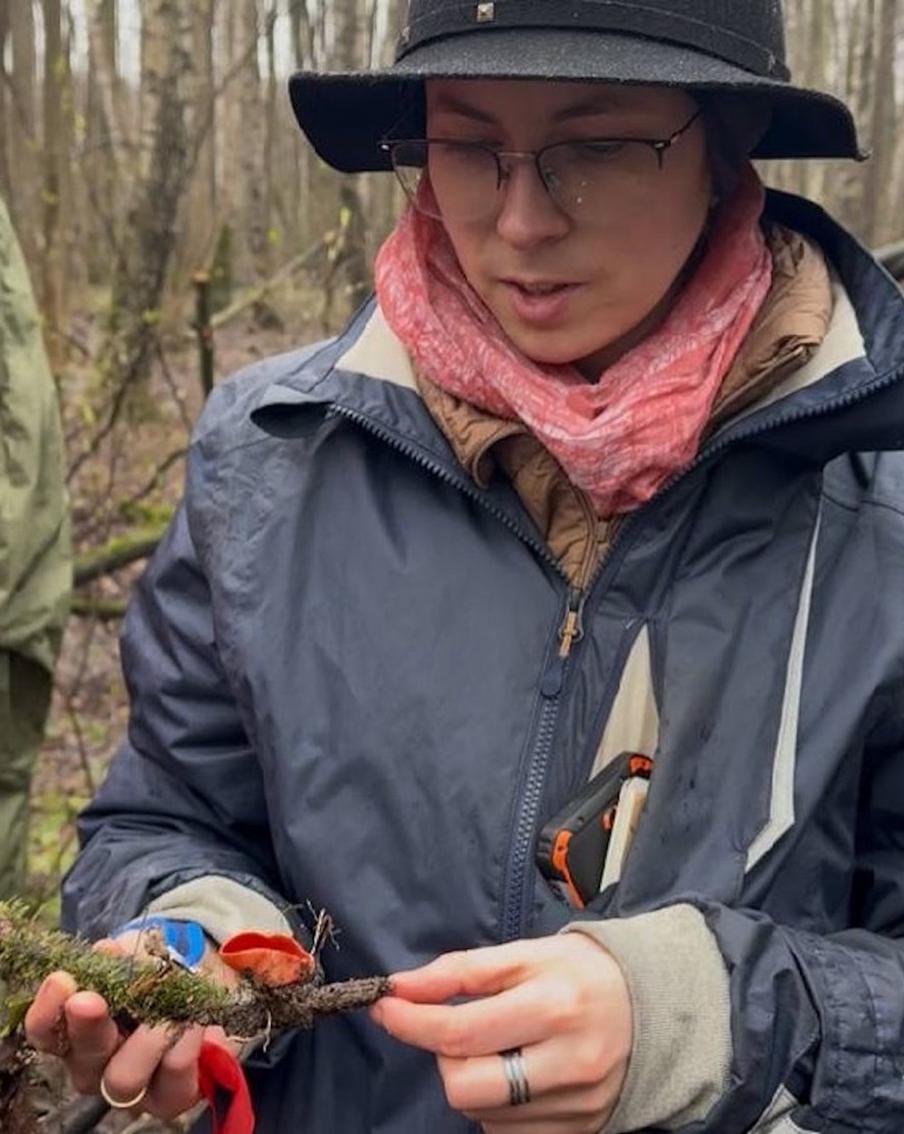 Волчье вымя, слизевик и уши Шрека: какие диковинные грибы растут в Измайловском лесу