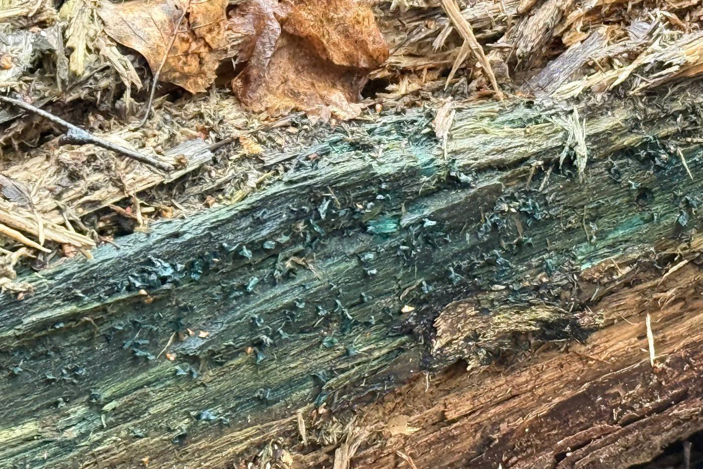 Этот гриб окрашивает древесину в ярко-изумрудный цвет.