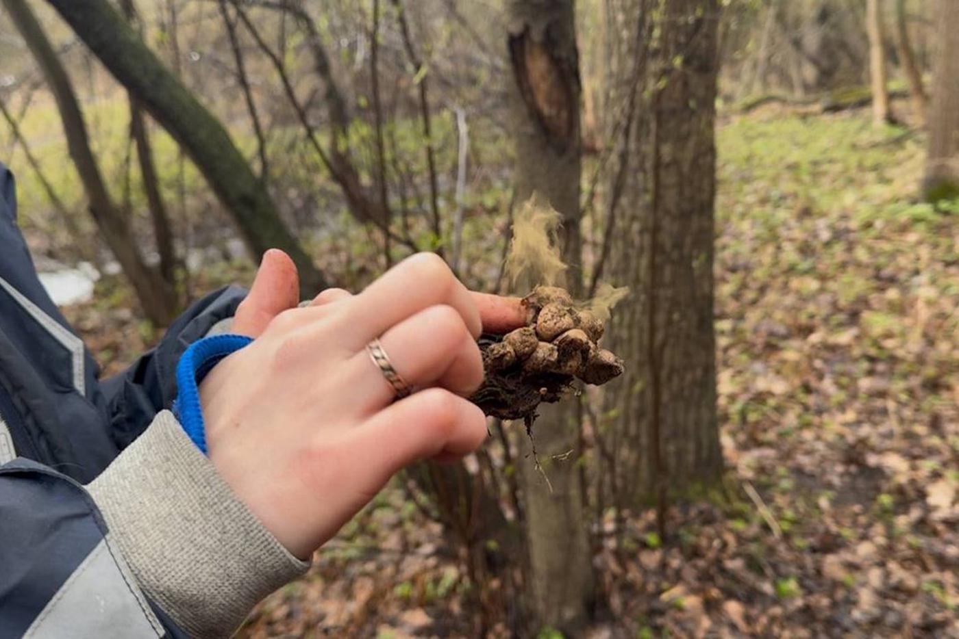 Вот это облако из спор – промокшие саркосцифы нервно курят в сторонке.