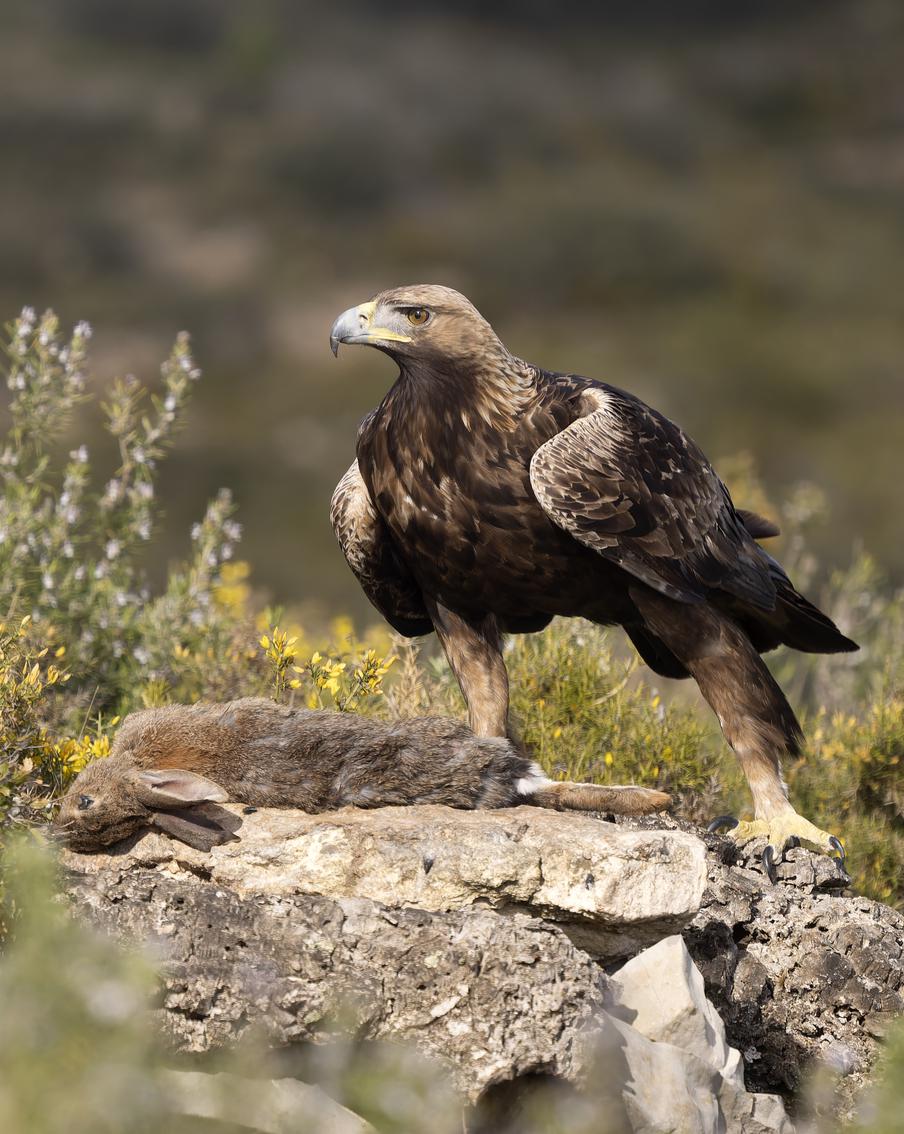 Золотых орлов вернут в Англию спустя 150 лет после исчезновения. Исследование выявило восемь зон, где хищные птицы с двухметровым размахом крыльев могут снова прижиться в дикой природе. Правительство Великобритании выделило миллион фунтов на программу восстановления популяции этих удивительных животных