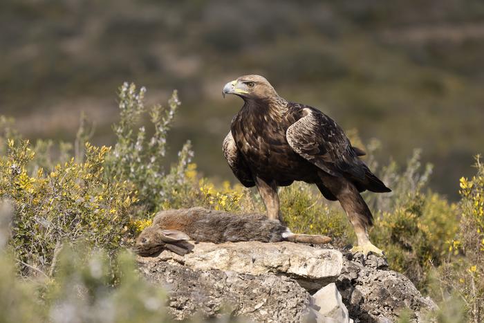 Возвращение королей неба: золотых орлов снова выпустят в Англии