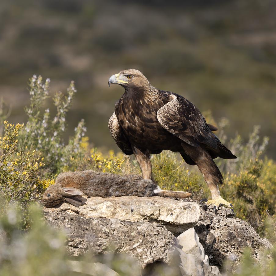 Золотых орлов вернут в Англию спустя 150 лет после исчезновения. Исследование выявило восемь зон, где хищные птицы с двухметровым размахом крыльев могут снова прижиться в дикой природе. Правительство Великобритании выделило миллион фунтов на программу восстановления популяции этих удивительных животных