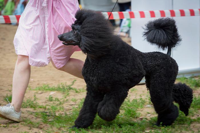"Собачья Олимпиада" ждёт Антона: пудель-рекордсмен едет в Италию
