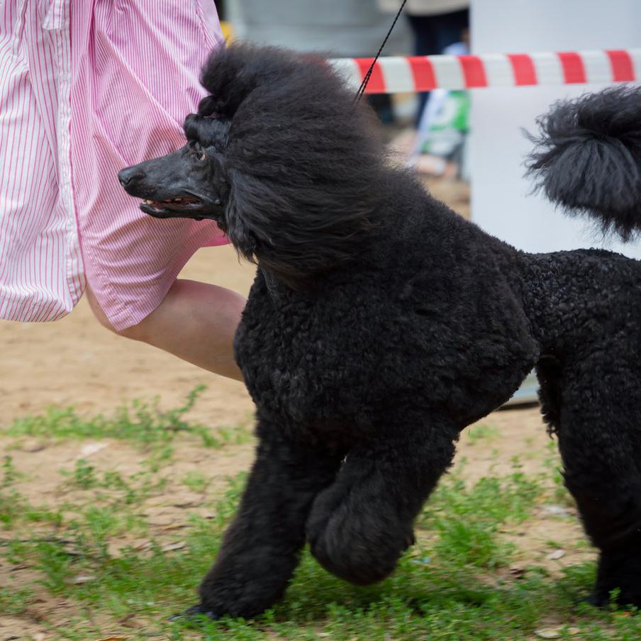 Пудель по кличке Антон стал двукратным чемпионом Сиднейской королевской выставки. Чёрный королевский пудель ворвался в историю австралийского собаководства, выиграв главный приз второй год подряд. Его победа стала первым подобным достижением за всё время проведения конкурса