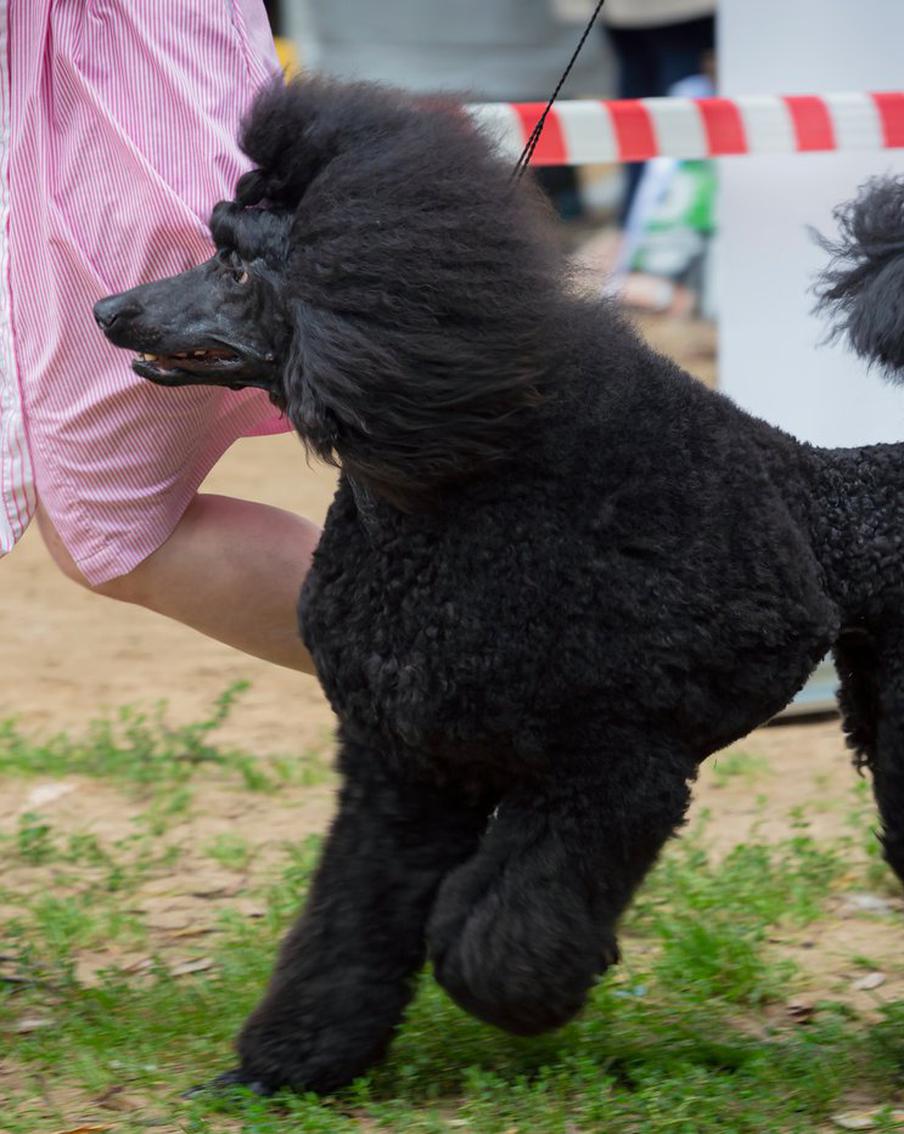 Пудель по кличке Антон стал двукратным чемпионом Сиднейской королевской выставки. Чёрный королевский пудель ворвался в историю австралийского собаководства, выиграв главный приз второй год подряд. Его победа стала первым подобным достижением за всё время проведения конкурса