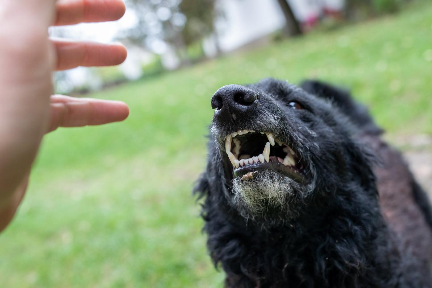 В Великобритании собака жестоко растерзала молодую девушку