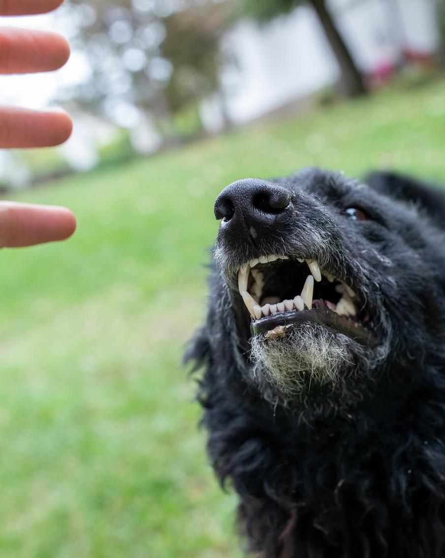 В Великобритании собака жестоко растерзала молодую девушку. В британском графстве Эссекс произошла трагедия. Вечером в пятницу экстренные службы прибыли в дом в Лиден-Родинг, где обнаружили 19-летнюю Джейми-Ли Биско с травмами, несовместимыми с жизнью. Девушка скончалась на месте происшествия