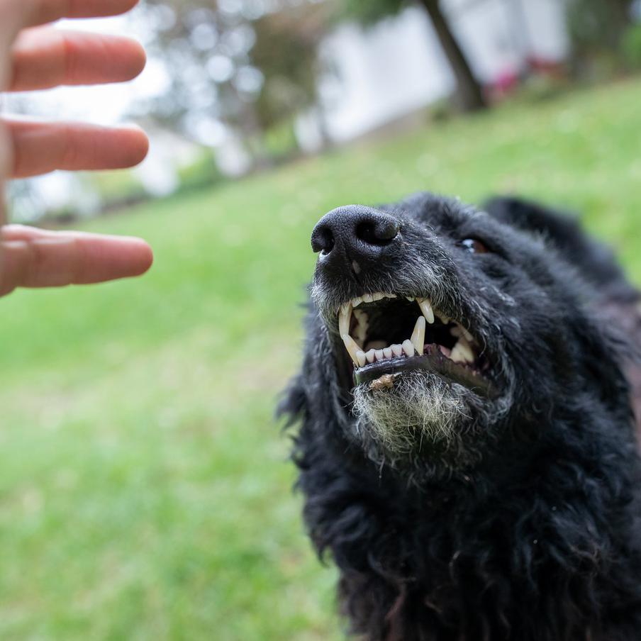 В Великобритании собака жестоко растерзала молодую девушку. В британском графстве Эссекс произошла трагедия. Вечером в пятницу экстренные службы прибыли в дом в Лиден-Родинг, где обнаружили 19-летнюю Джейми-Ли Биско с травмами, несовместимыми с жизнью. Девушка скончалась на месте происшествия