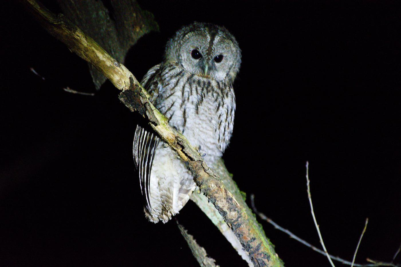 Серая неясыть