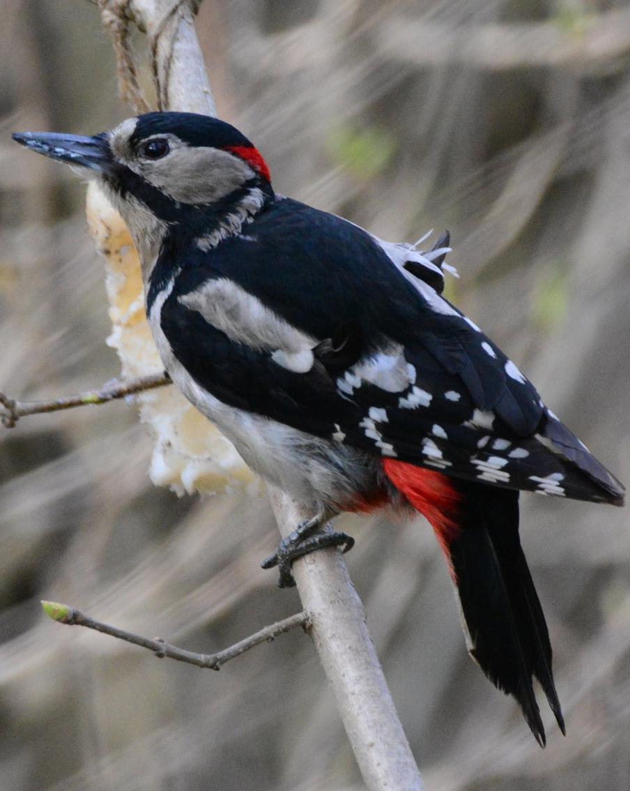 Большой пёстрый дятел