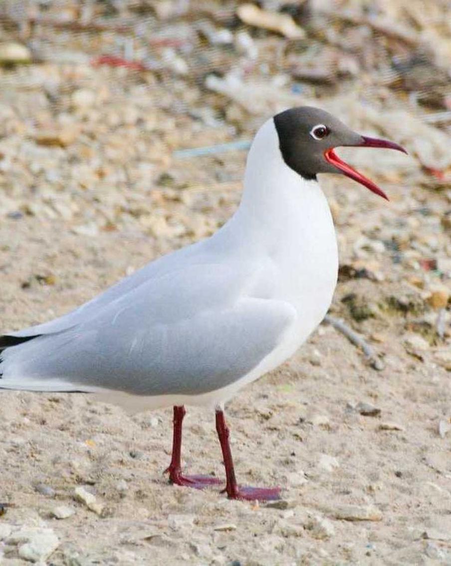 Бёрдвотчерам приготовиться: места в Москве, где можно послушать пение птиц
