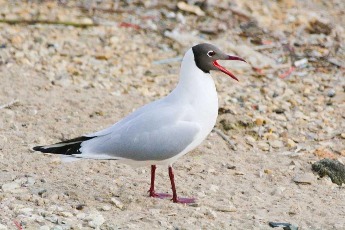 Бёрдвотчерам приготовиться: места в Москве, где можно послушать пение птиц