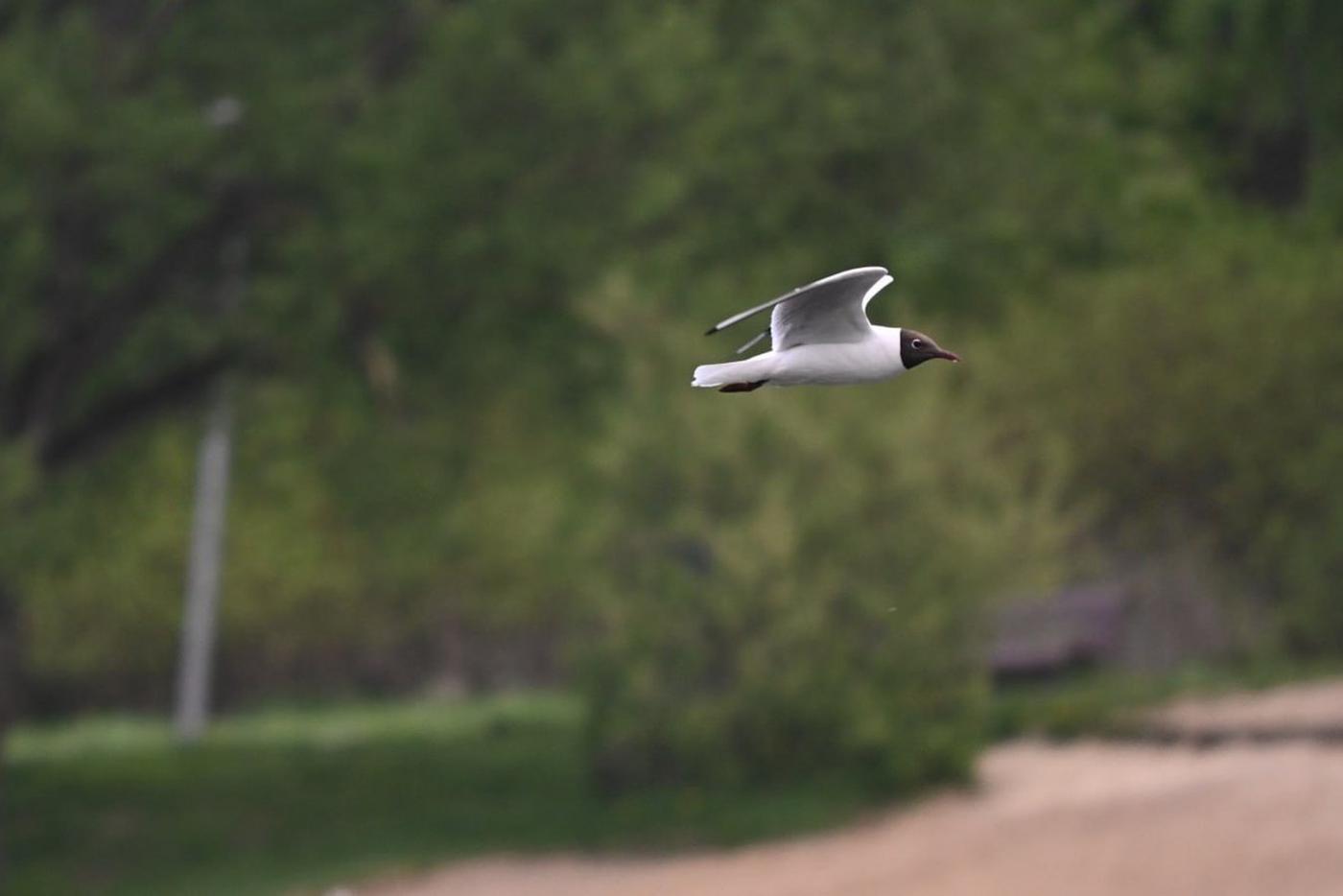 Озёрная чайка