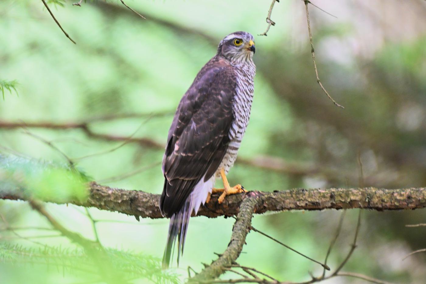 Ястреб-перепелятник