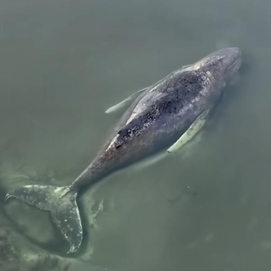 Эксперты признали 10-метрового кита в Балтийском море обречённым