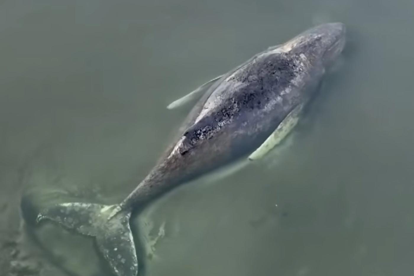 "Мы не на высоте": почему спасатели сдались в борьбе за жизнь кита в Германии